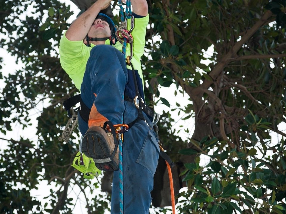 Qualified arborist working in a mature tree during a property survey in North Ayrshire