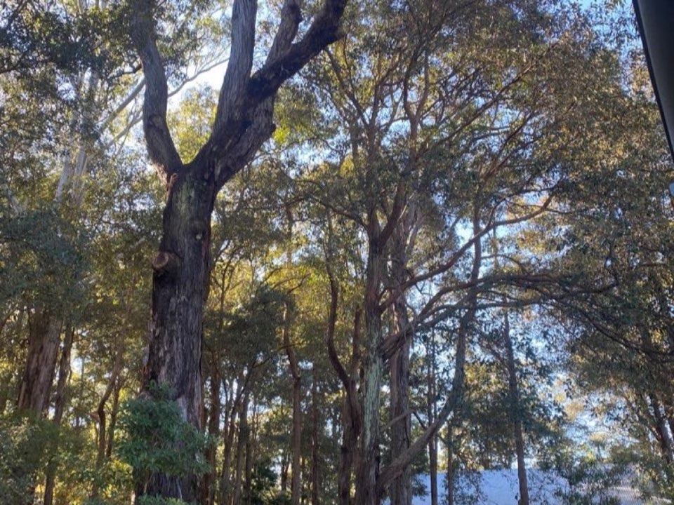 Mature trees in North Ayrshire parkland with a property visible in the background